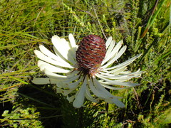 Leucadendron comosum comosum