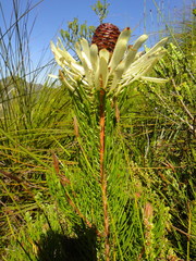 Leucadendron comosum comosum