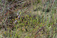 Stylosanthes viscosa