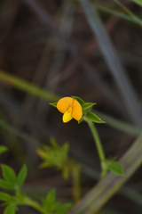 Stylosanthes viscosa