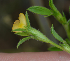 Stylosanthes viscosa