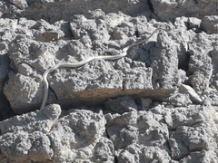 Psammophis schokari