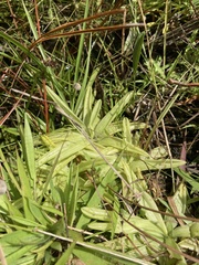 Pinguicula caerulea