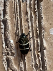 Aeneolamia albofasciata