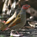 Orange-winged Pytilia - Photo (c) Bill Higham, some rights reserved (CC BY-NC-ND)