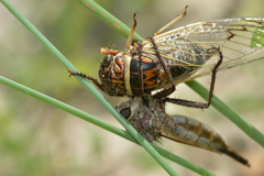 Diceroprocta marevagans