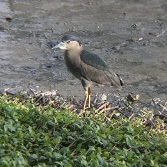Nycticorax nycticorax