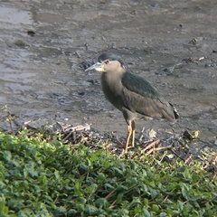 Nycticorax nycticorax