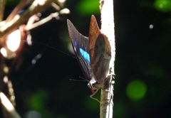 Archaeoprepona demophon centralis