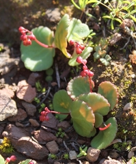 Crassula umbella