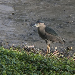 Nycticorax nycticorax
