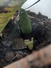 Cephonodes hylas