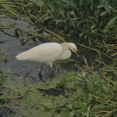 Egretta thula thula