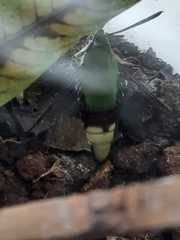 Cephonodes hylas