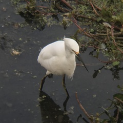 Egretta thula thula