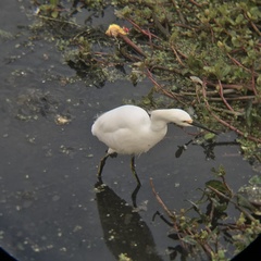 Egretta thula thula