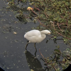 Egretta thula thula