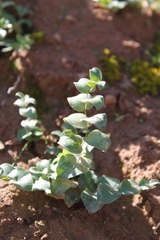 Asparagus multituberosus