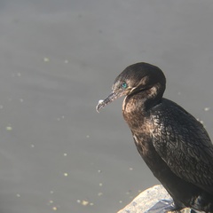 Nannopterum brasilianum brasilianum