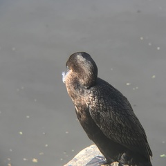 Nannopterum brasilianum brasilianum