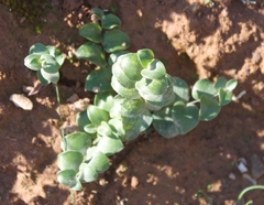 Asparagus multituberosus