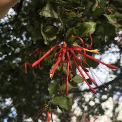 Tristerix corymbosus