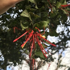 Tristerix corymbosus