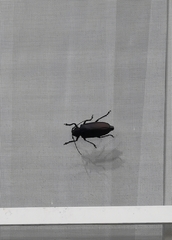 Rhaesus serricollis