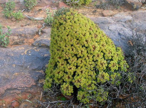 Euphorbia multiceps