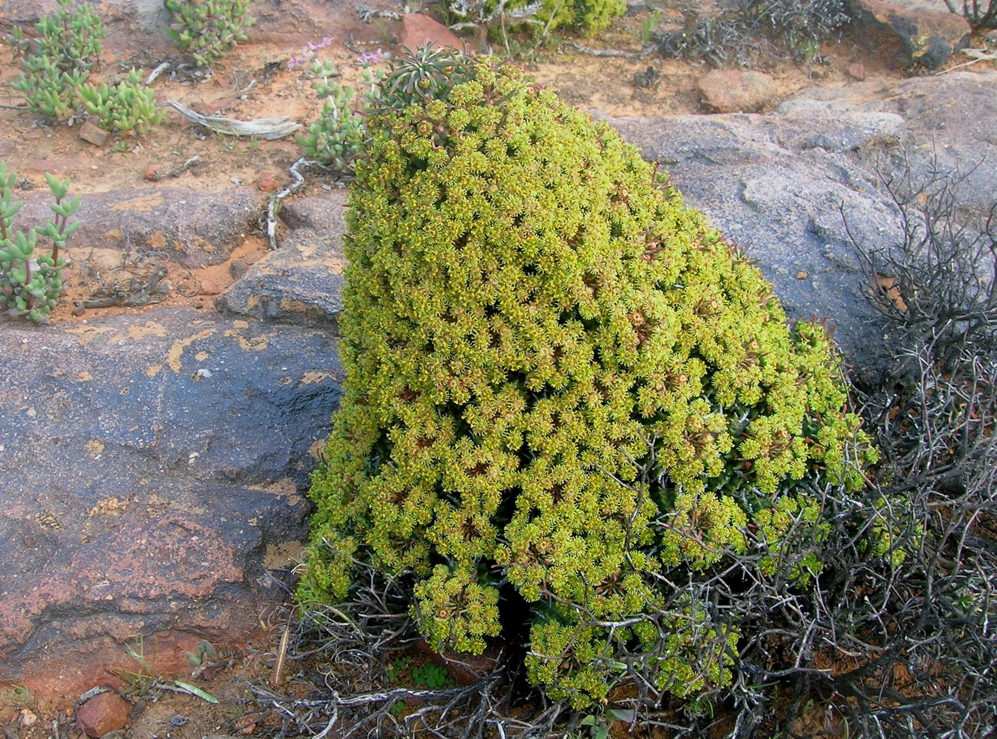 Euphorbia multiceps