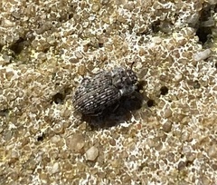 Leichenum