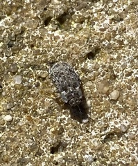 Leichenum