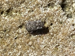 Leichenum