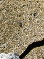 Leichenum
