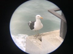 Larus dominicanus dominicanus