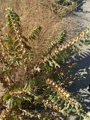 Hyoscyamus