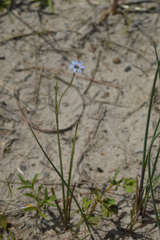 Sisyrinchium biforme