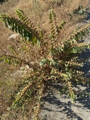 Hyoscyamus