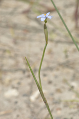 Sisyrinchium biforme