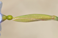Sisyrinchium biforme