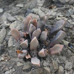 Pleiospilos compactus canus