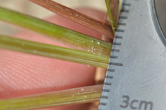 Sisyrinchium biforme