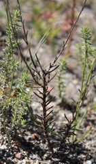 Phyllopodium