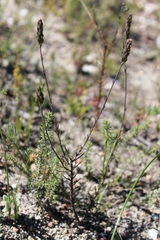 Phyllopodium