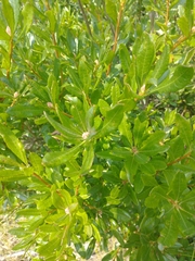 Rhododendron occidentale