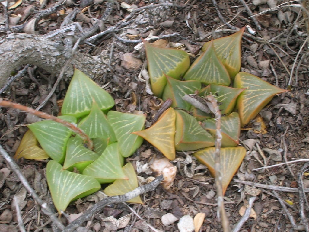 Haworthia retusa