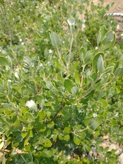 Garrya buxifolia