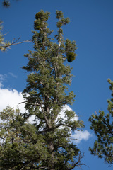 Phoradendron pauciflorum