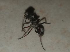 Polyrhachis tibialis