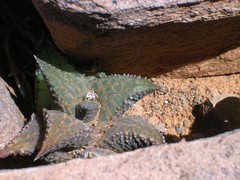 Haworthiopsis tessellata